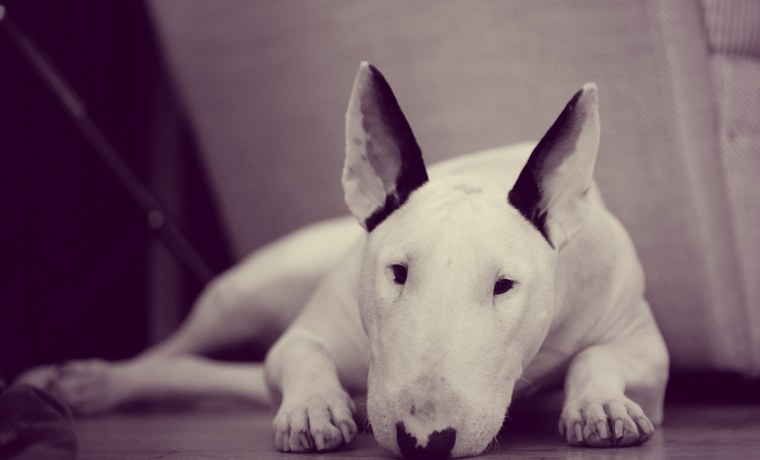 Бультерьер в стон Айленд