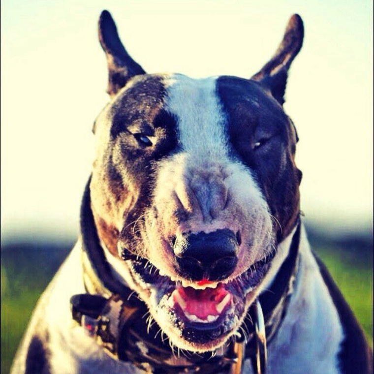 Бультерьер злой