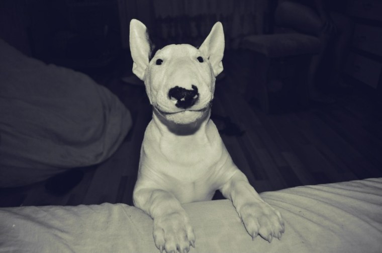 Фашистский бультерьер фото