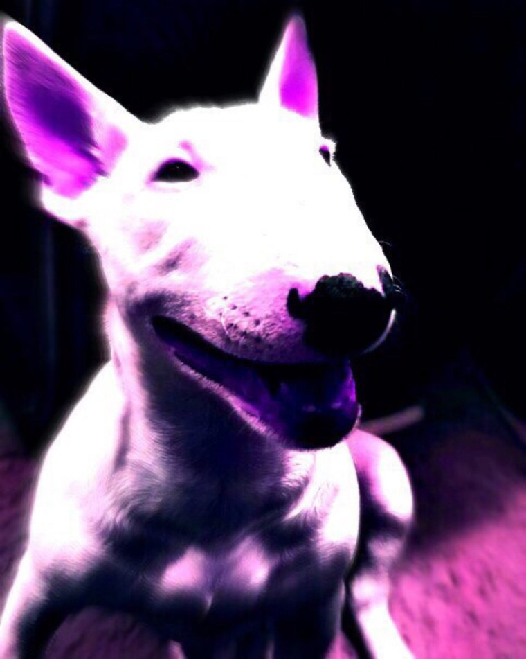 Бультерьер злой офник