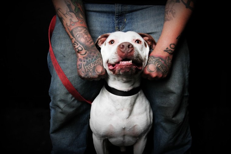 Стаффордширский бультерьер тату