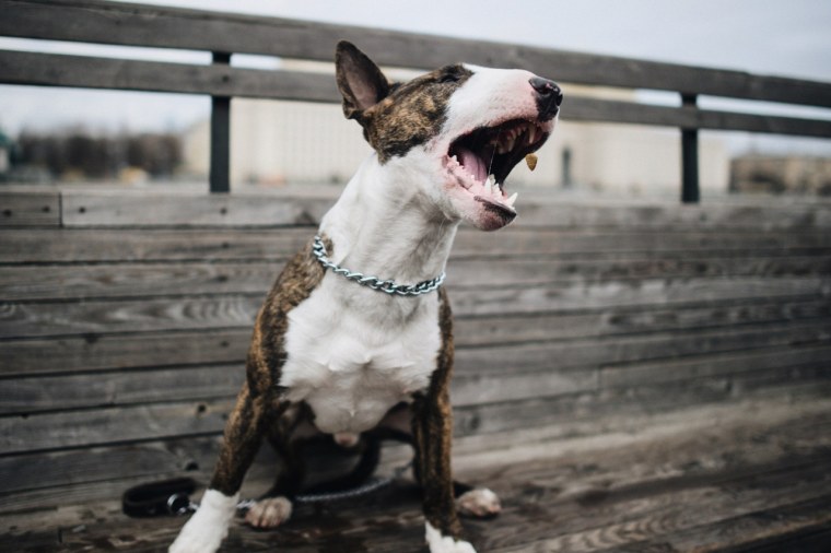 Бультерьер лает