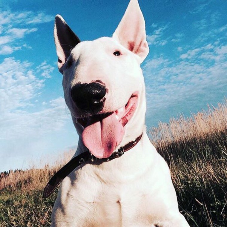 Бультерьер за столом