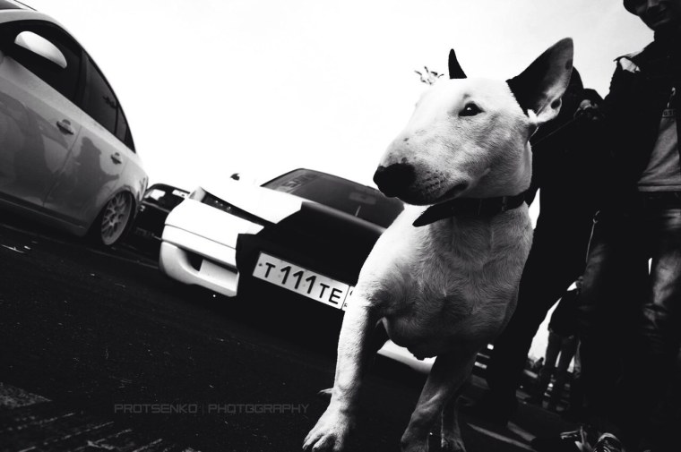 Бультерьер бандит