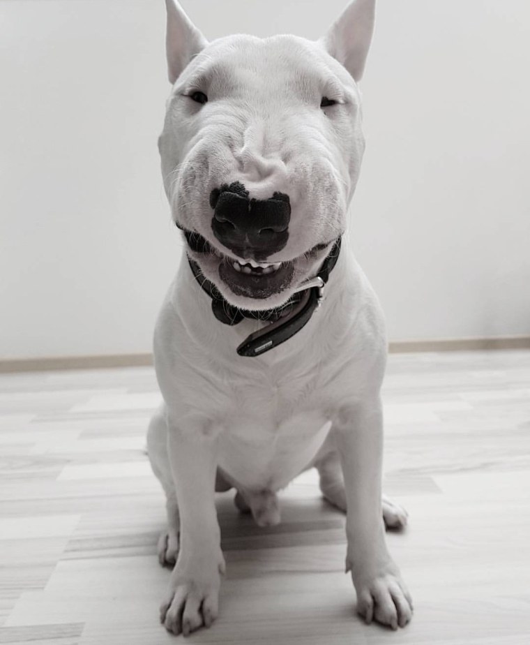 Бультерьер злой Бойцовский