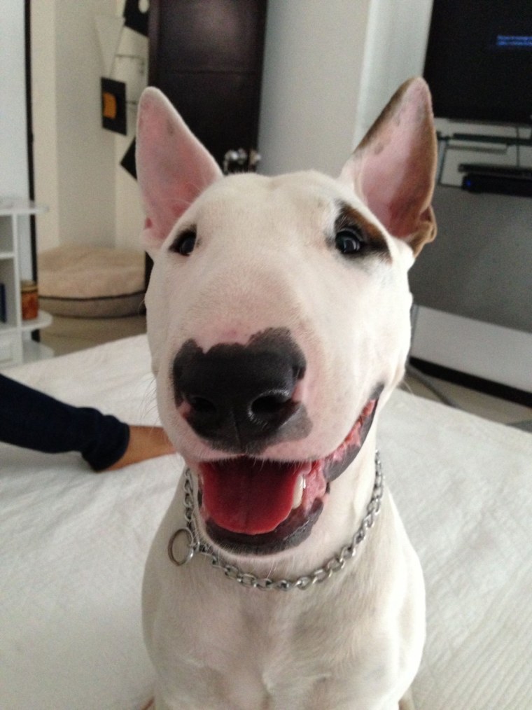 Обои на рабочий стол бультерьер