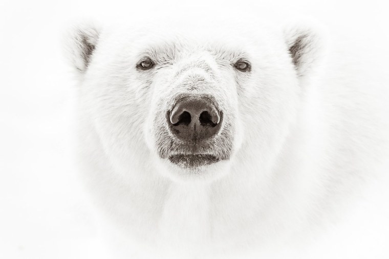 Белый медведь морда
