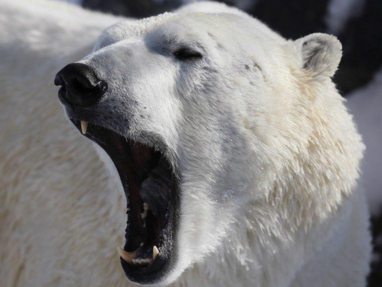 Мордочка белого медведя
