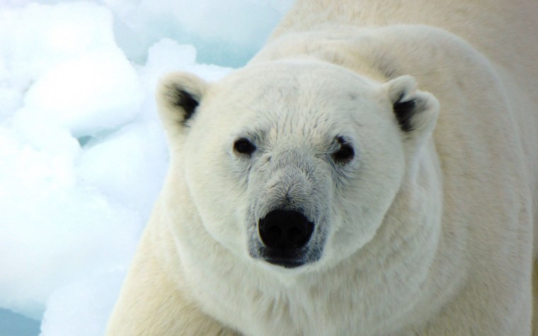 Голова белого медведя