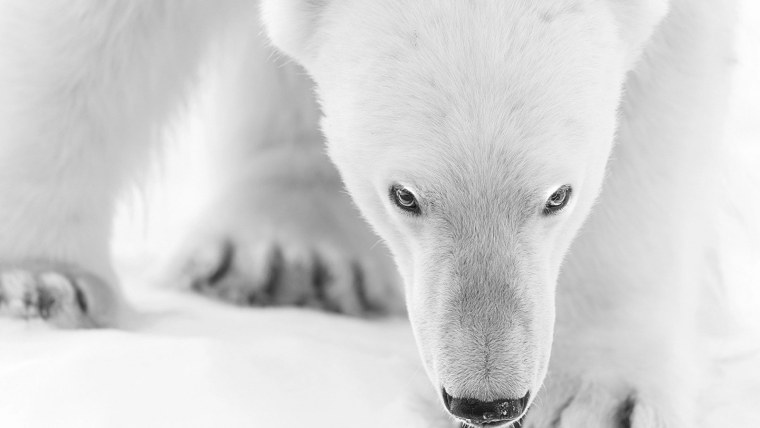 Злой белый медведь