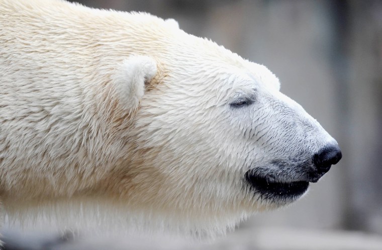 Белый медведь морда