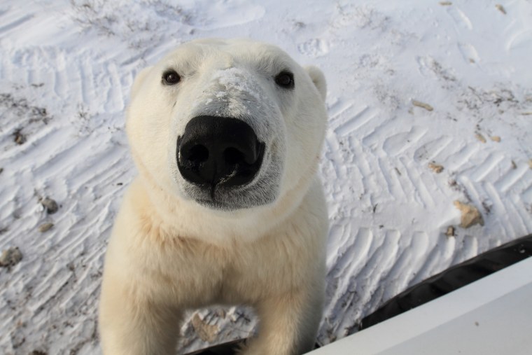 Белый медведь улыбается
