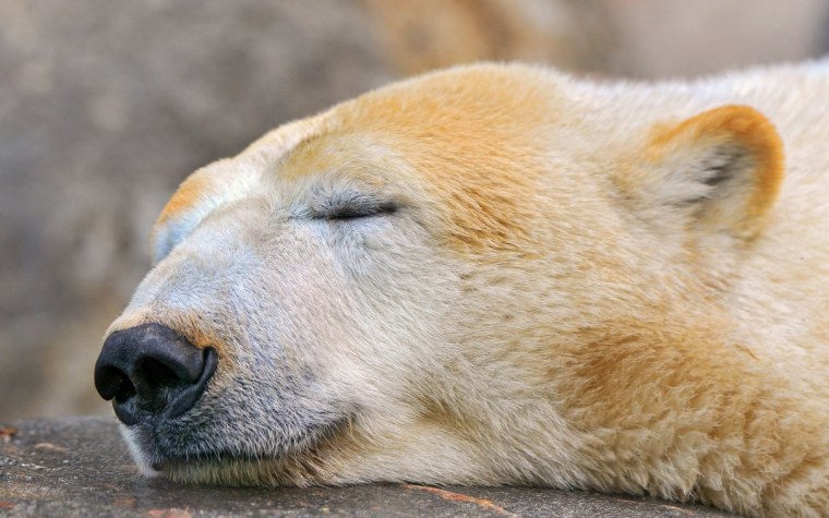 Белый медведь морда