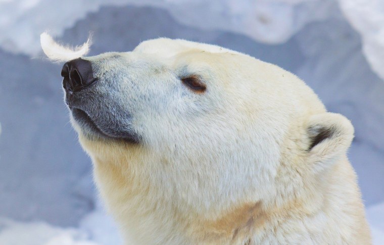 Нос белого медведя