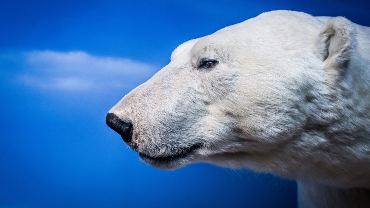 Белый медведь