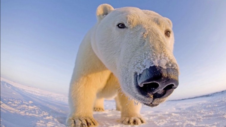 Белый медведь обои