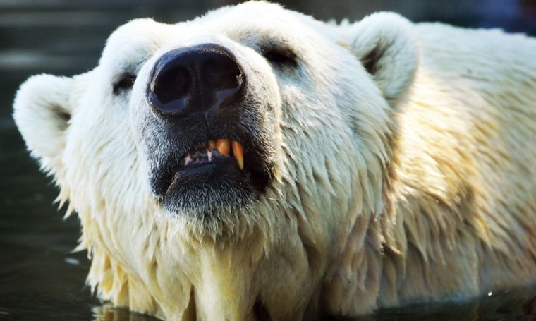 Суперхищники Полярный медведь
