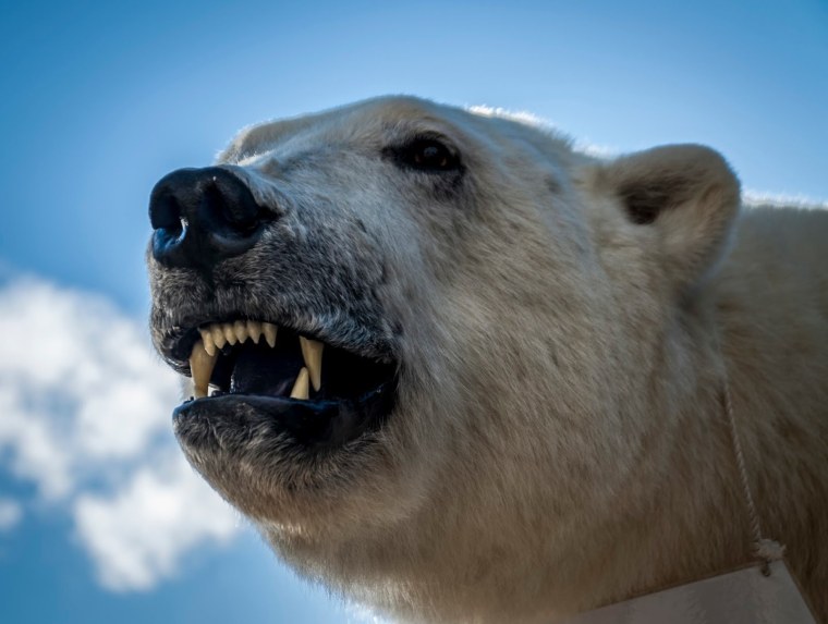 Белый медведь и Полярный медведь