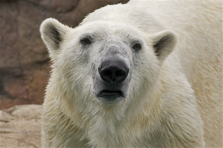 Нос белого медведя