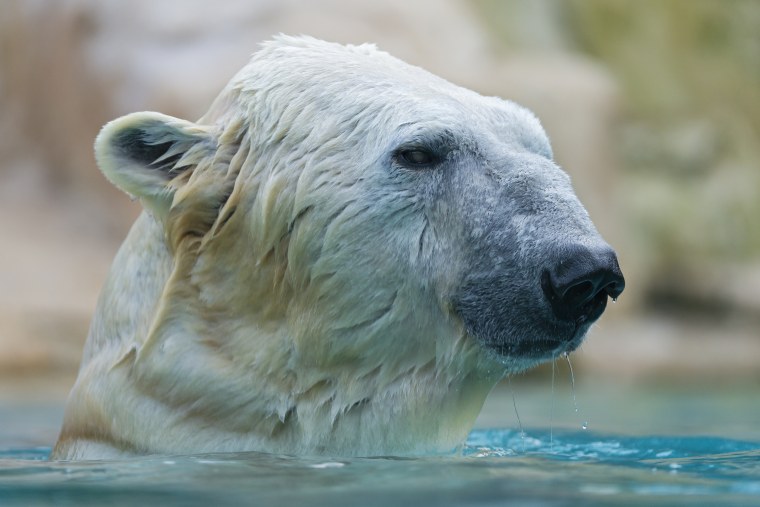 Белый медведь морда