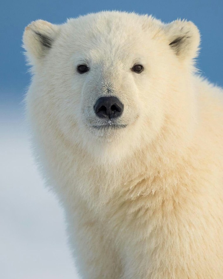 Белый медведь морда