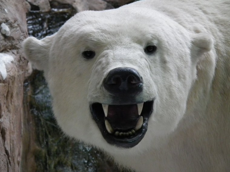 Белый медведь