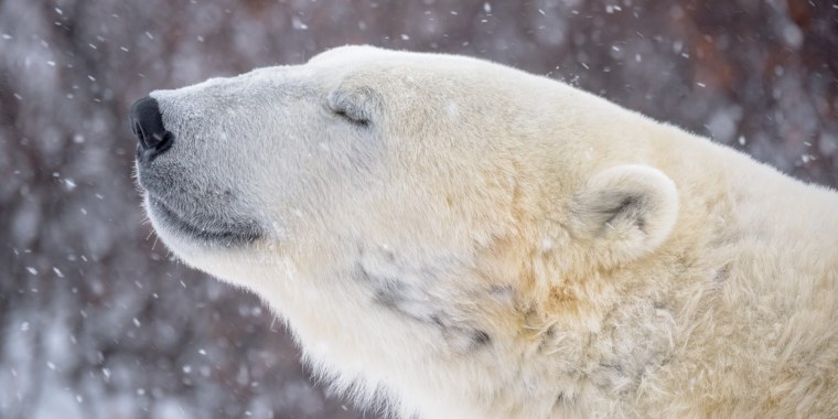 Белый медведь рычит