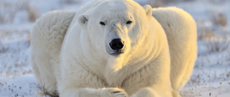 Полярный Медвежонок