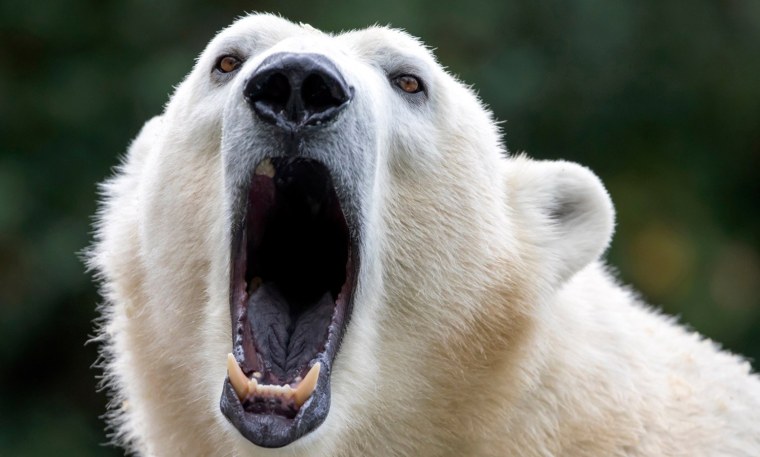 Белый медведь на Чукотке