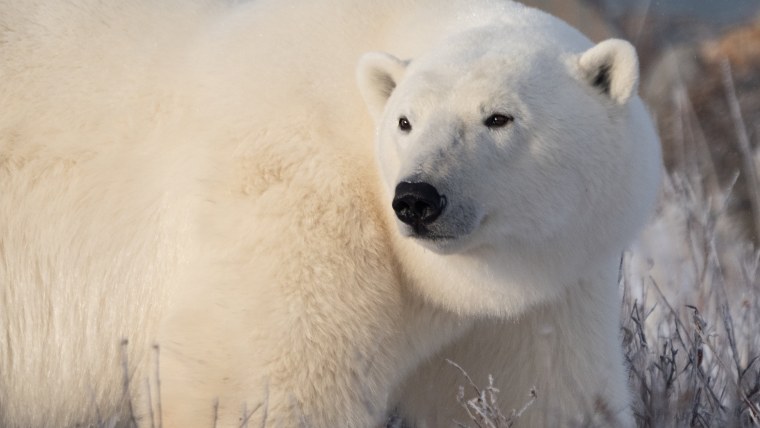 Белый медведь оскал