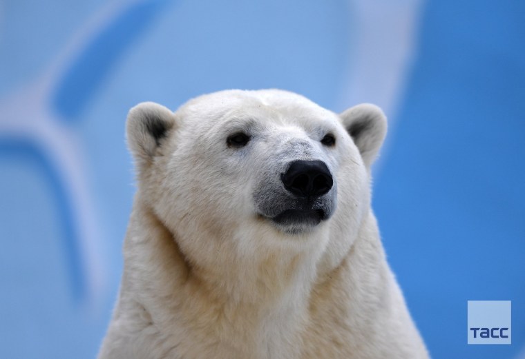 Мордочка белого медведя