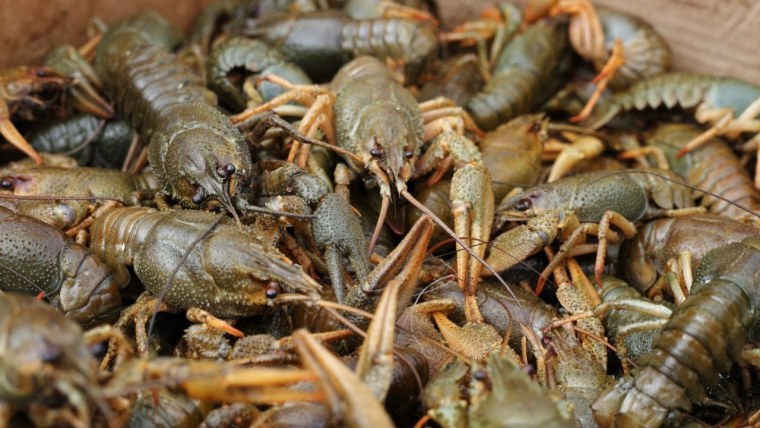 Речной рачок с домиком