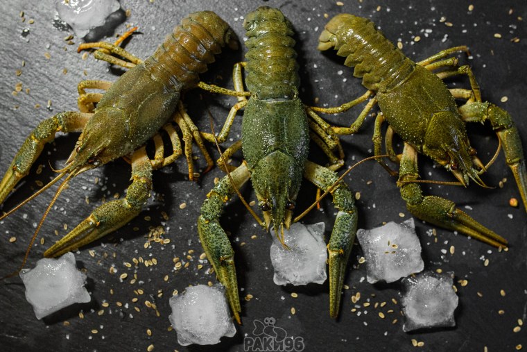 Живые раки, Киров