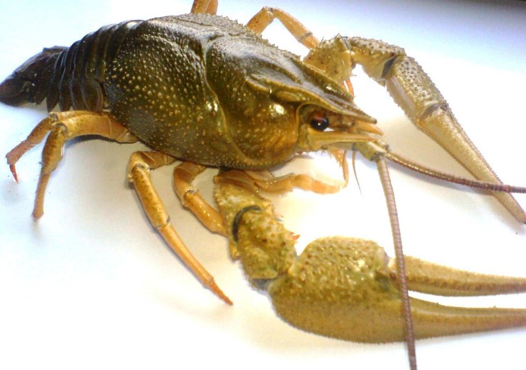 Речные рачки