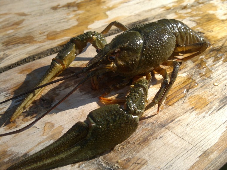 Ракообразные в Амуре