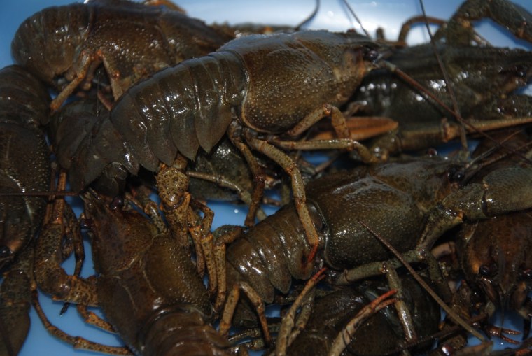 Рачки в Волге