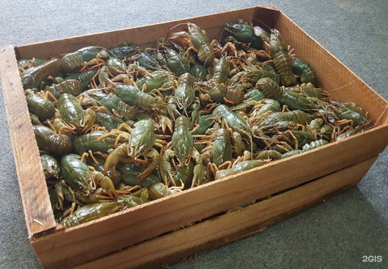 Коробка рачья