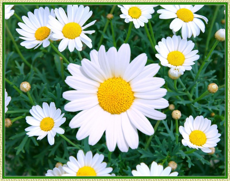 Бабочка на цветке