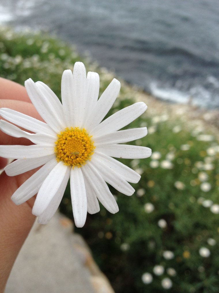 Фотосессия в ромашках