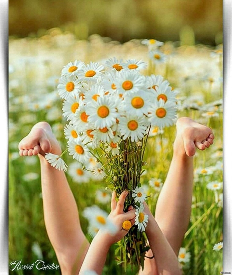 Ромашка (цвет)