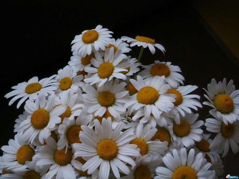 Большие ромашки