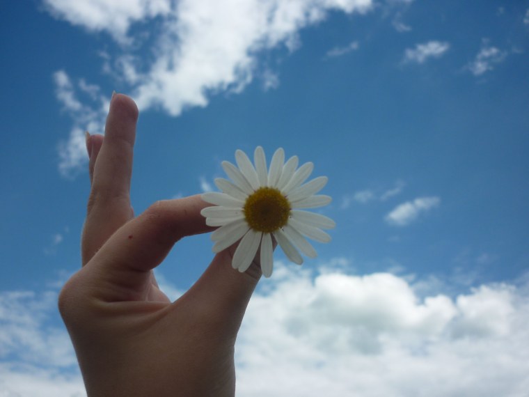 Красивый фон с ромашками