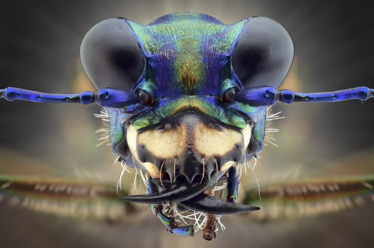 Майский Жук жвала