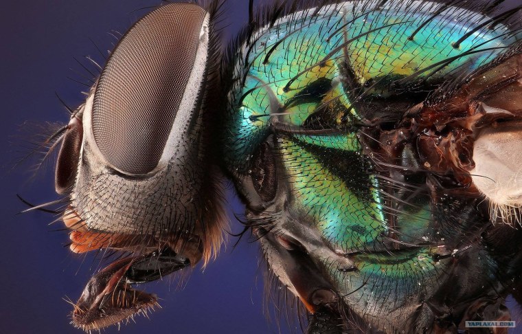 Глаза бабочки под микроскопом