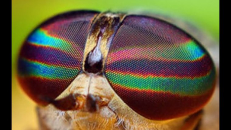 Фасеточные глаза мухи