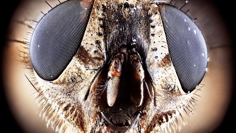 Глаза бабочки под микроскопом