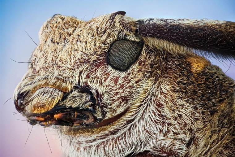 Головы насекомых под микроскопом