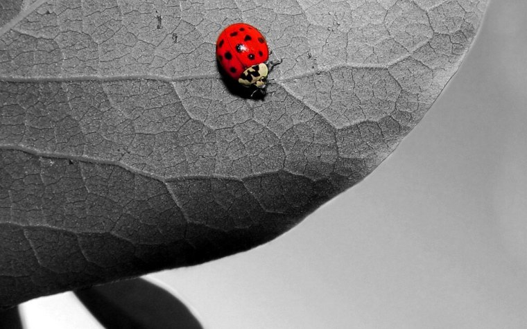 Божья коровка на черном фоне