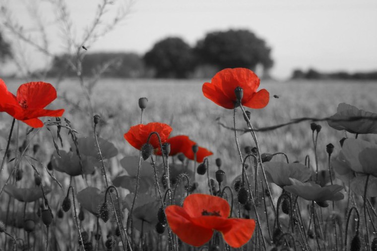 Красные маки на сером фоне