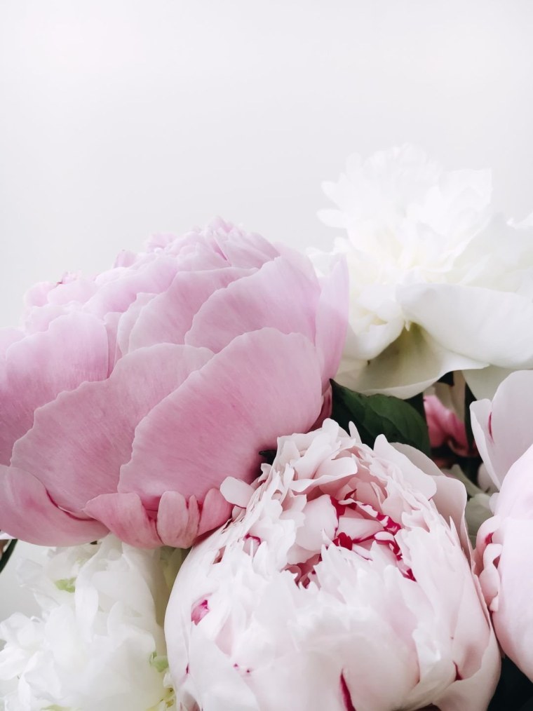 Пионы на рабочий стол